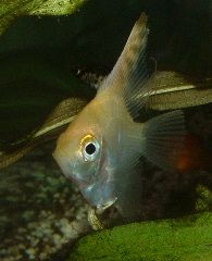 Angelfish3.JPG