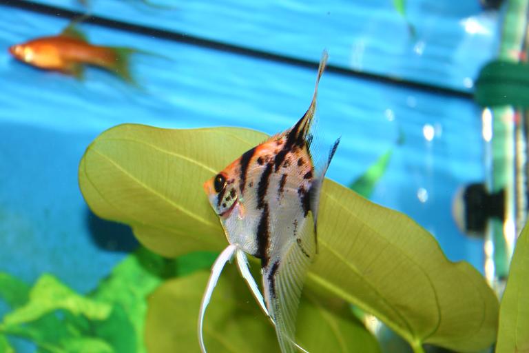 angelfish5.JPG