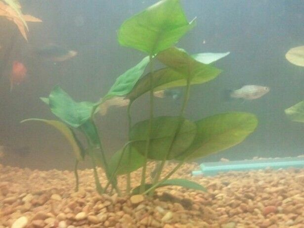 Anubias.jpg