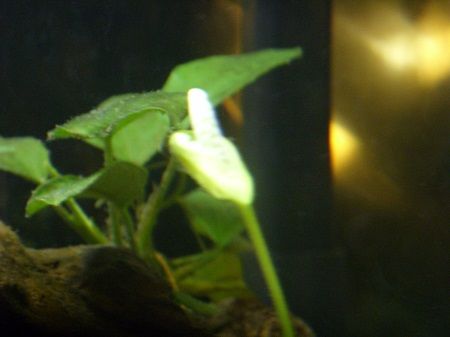 anubias pod.jpg