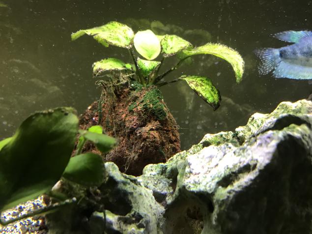 Anubias with Algae.jpg