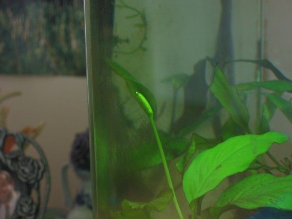 anubias_blooming_2905_resize.jpg