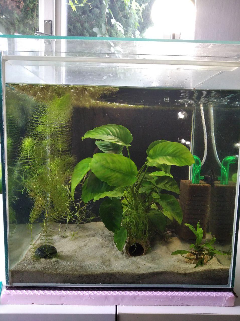 anubias_tank.jpeg