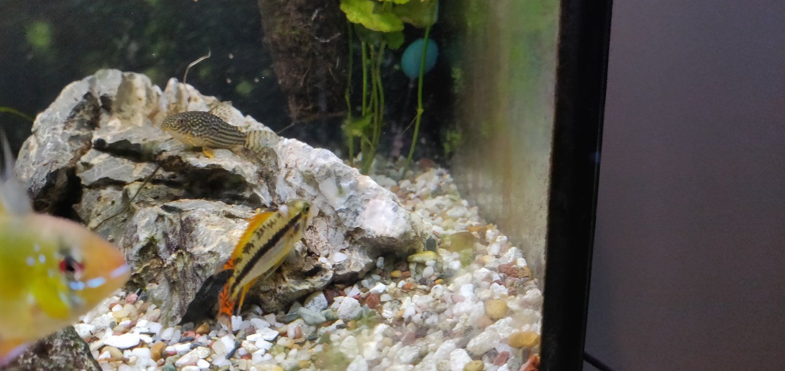 Apisto good 1.jpg