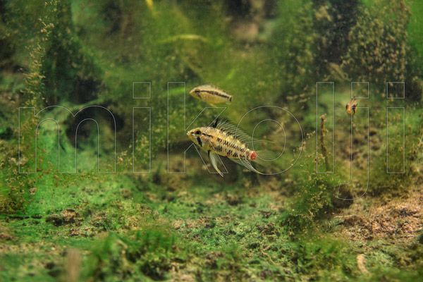 Apistogramma-hongsloi-biotope, Venezuela.jpg