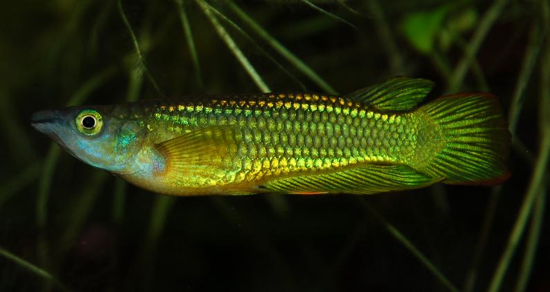 Aplocheilus_lineatus_male_1.JPG