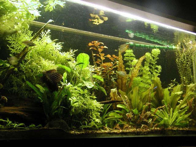 aquarium 020.JPG