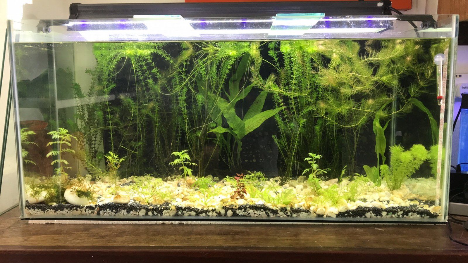 aquarium with all plants.jpg