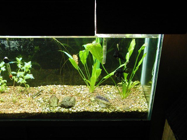 aquarium_new_001.JPG