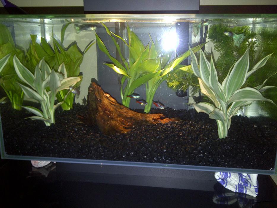 aquascape 2.jpg