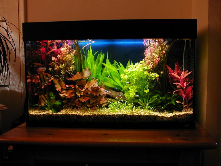 aquascape.JPG