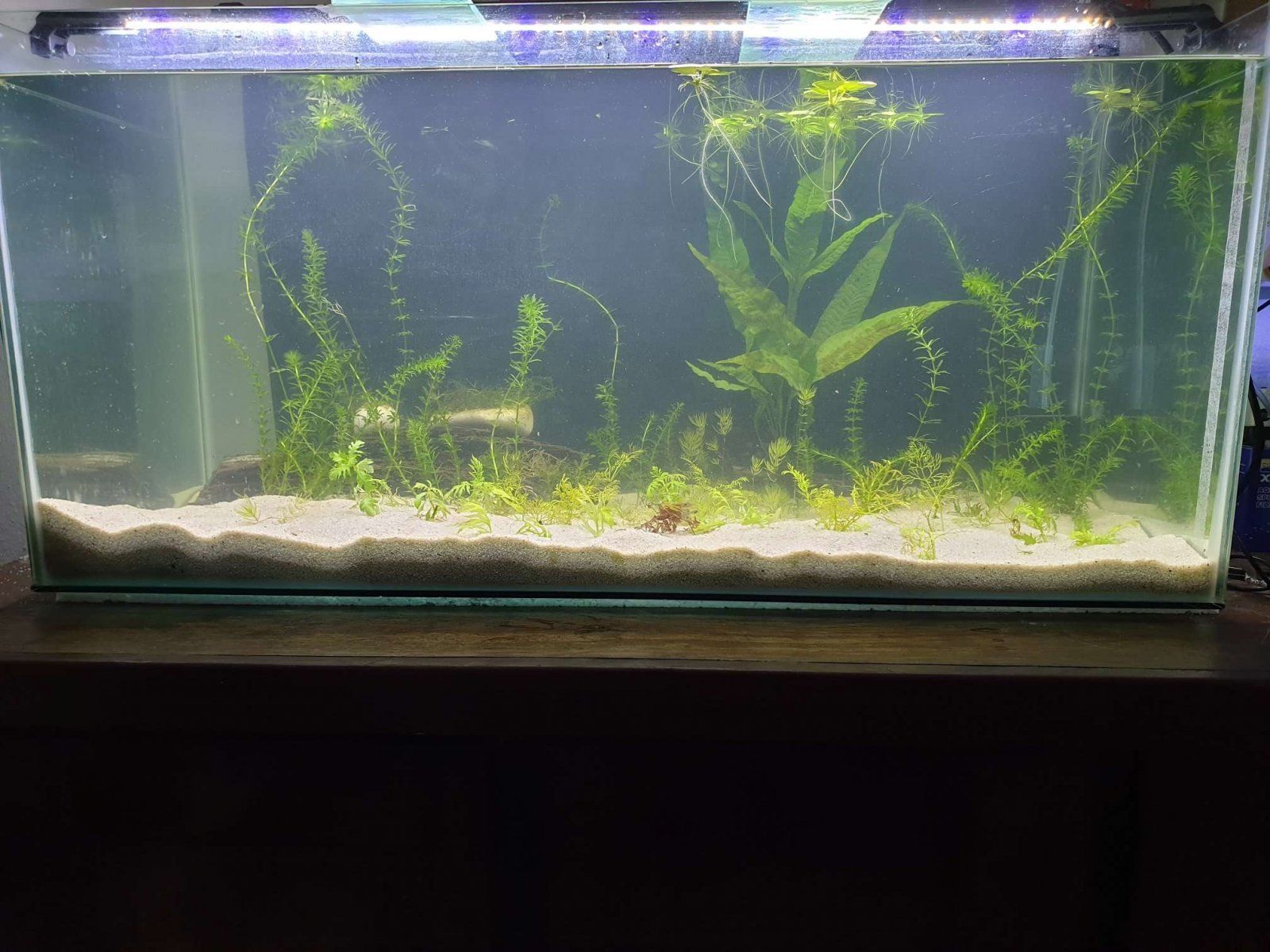 aquascaped 55g.JPEG