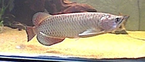 arowana.jpg