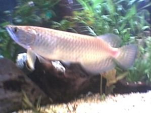 Arowana.jpg