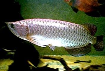 Arowana_1.jpg