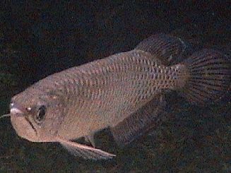 arowana_1.jpg