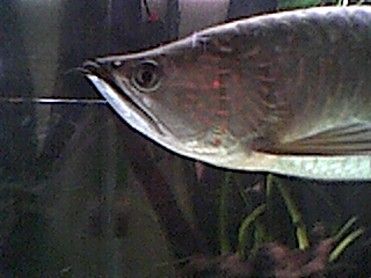 arowana_4.jpg