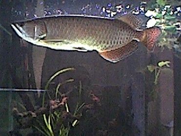 arowana_5.jpg