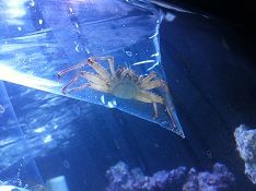 Arrow head crab.jpg