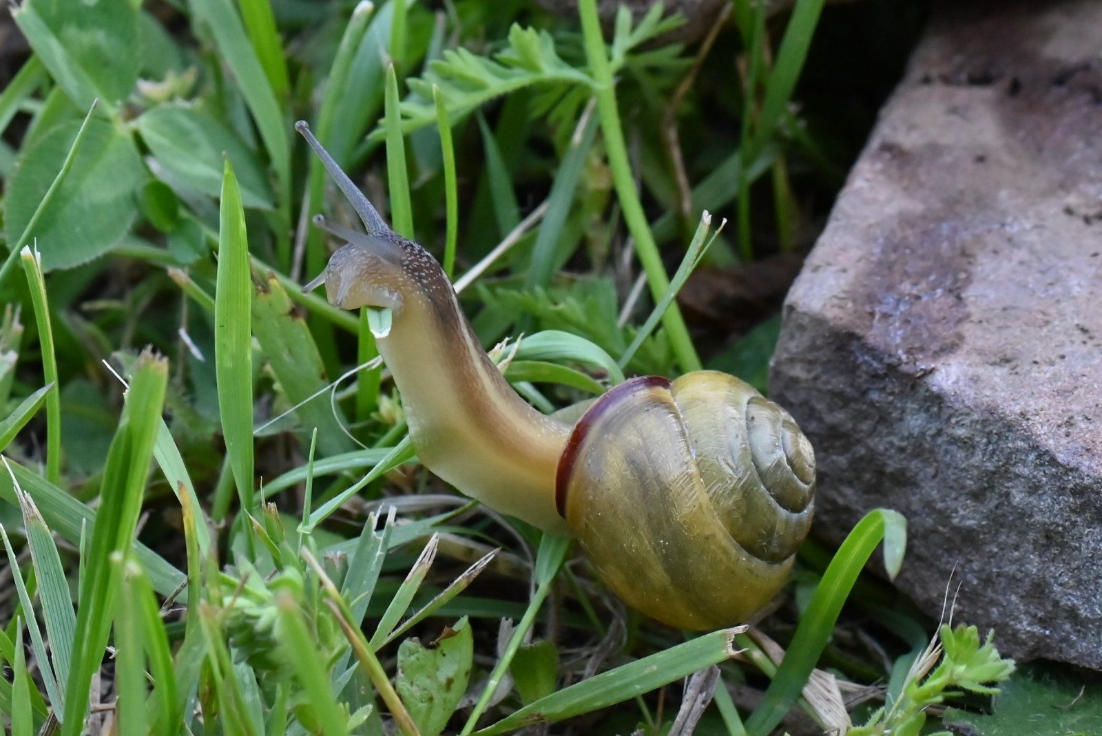 Atypical.Cepaea.nemoralis.jpg