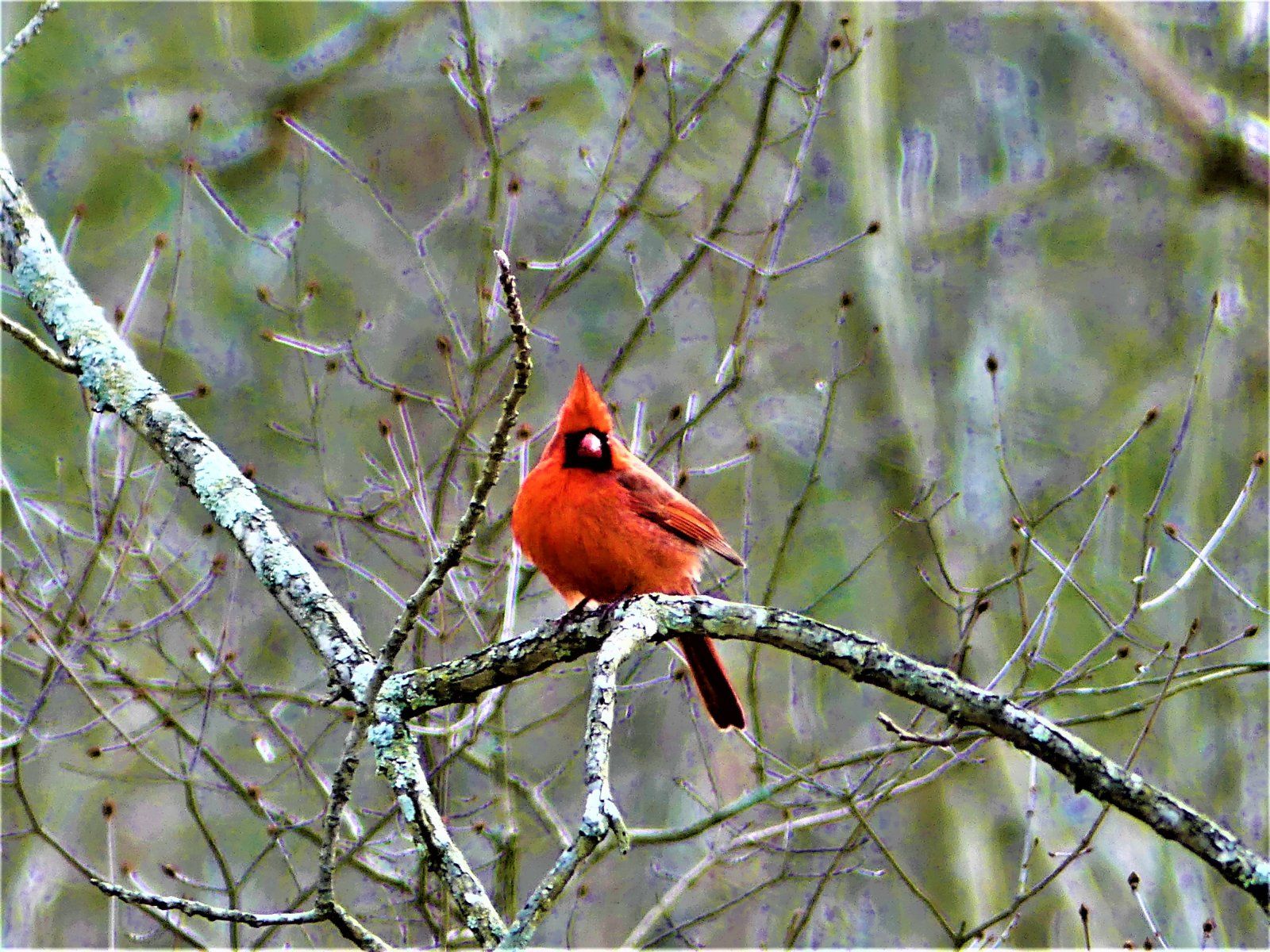 B Puffy Cardinal (3).JPG