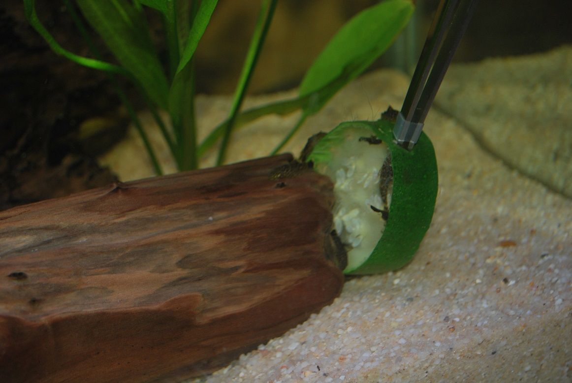 Baby Plecos eating zucchini.jpg