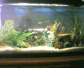 bad_pic_of_whole_tank001.jpg