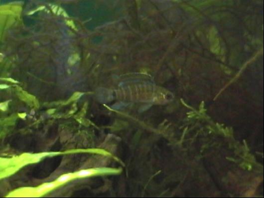 Badis.JPG