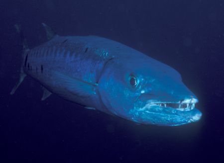 Barracuda450.jpg