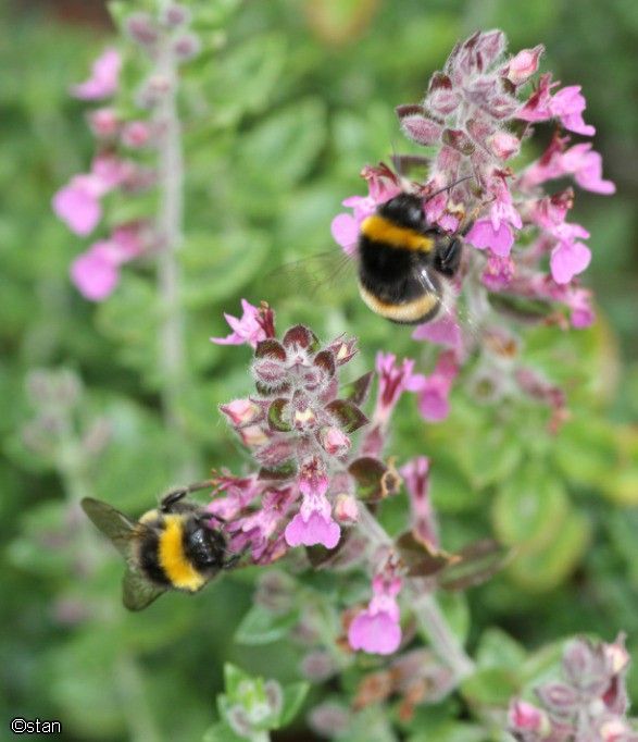 Bees 071a.jpg