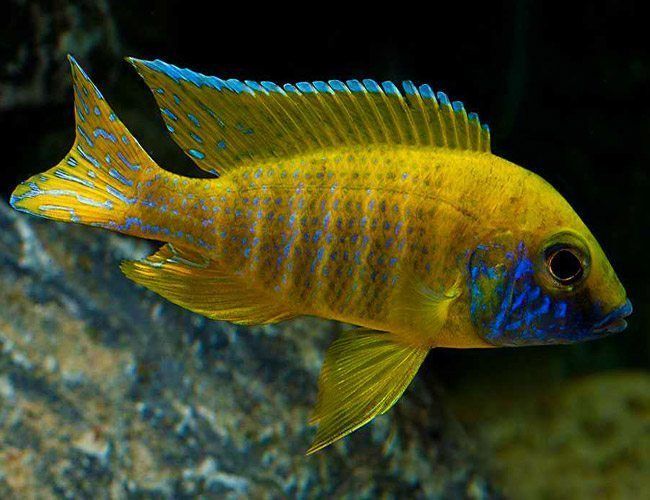 Benga-Sunshine-Peacock-Cichlid.jpg