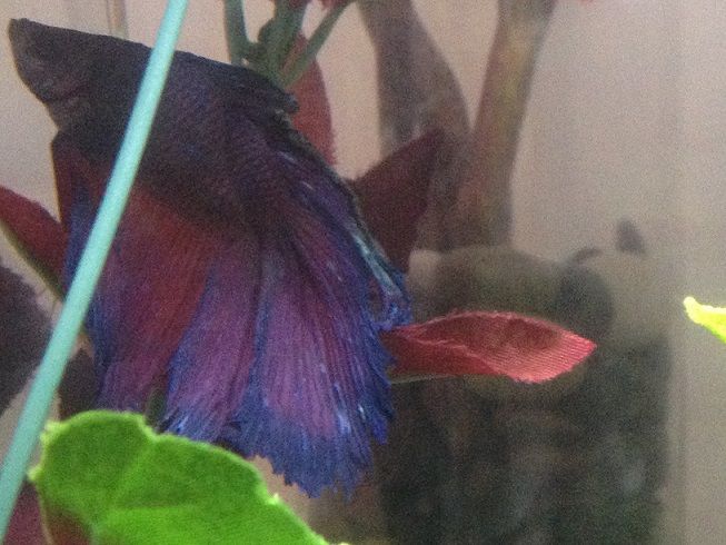 betta-1.jpg