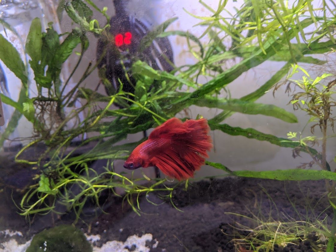 betta 1.jpg