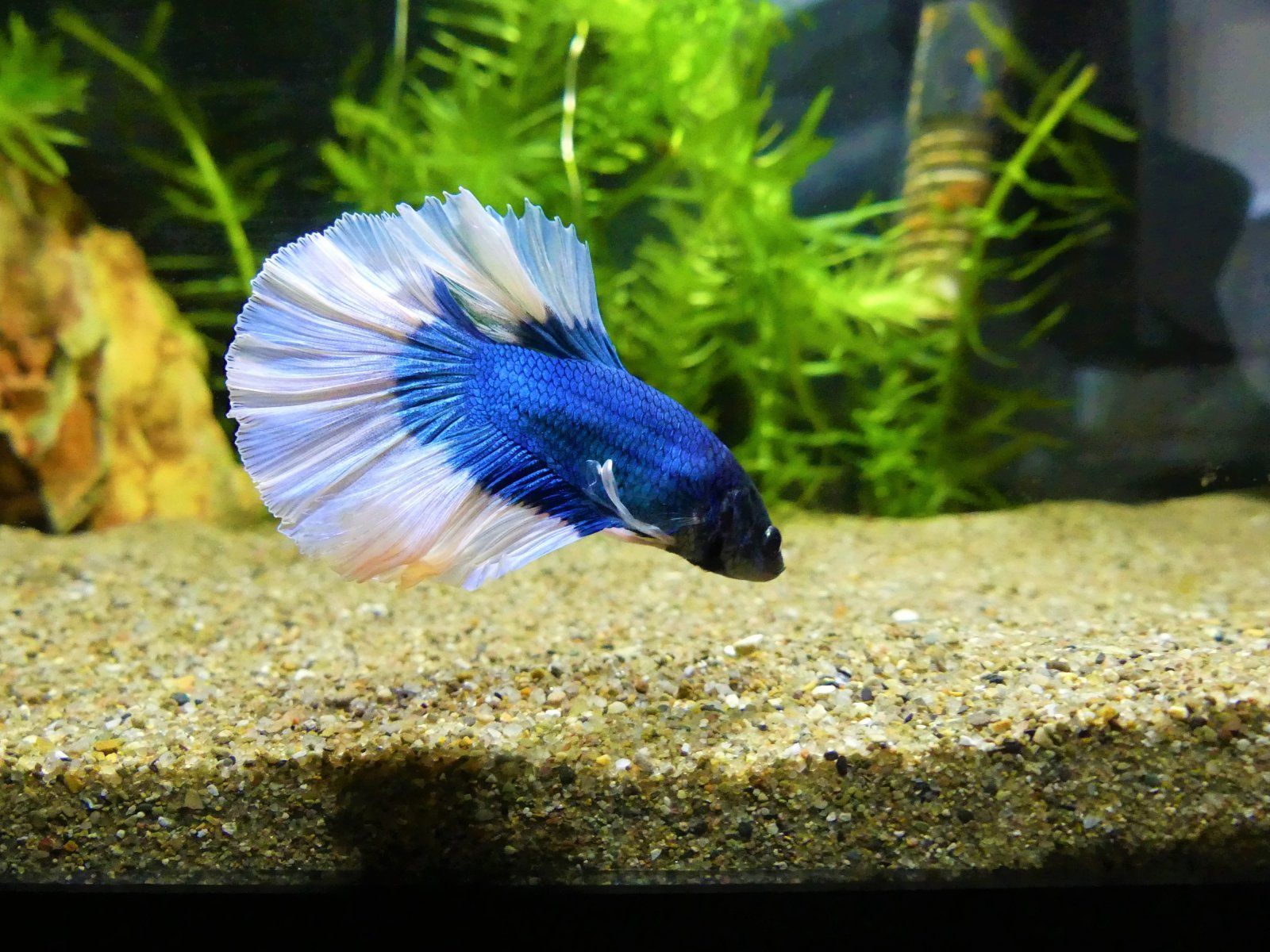 Betta 2 (2).JPG