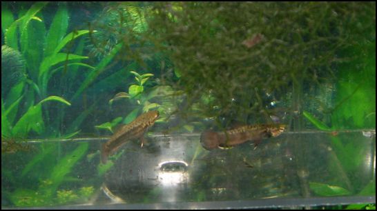 betta albimarginata 1-27-10.JPG