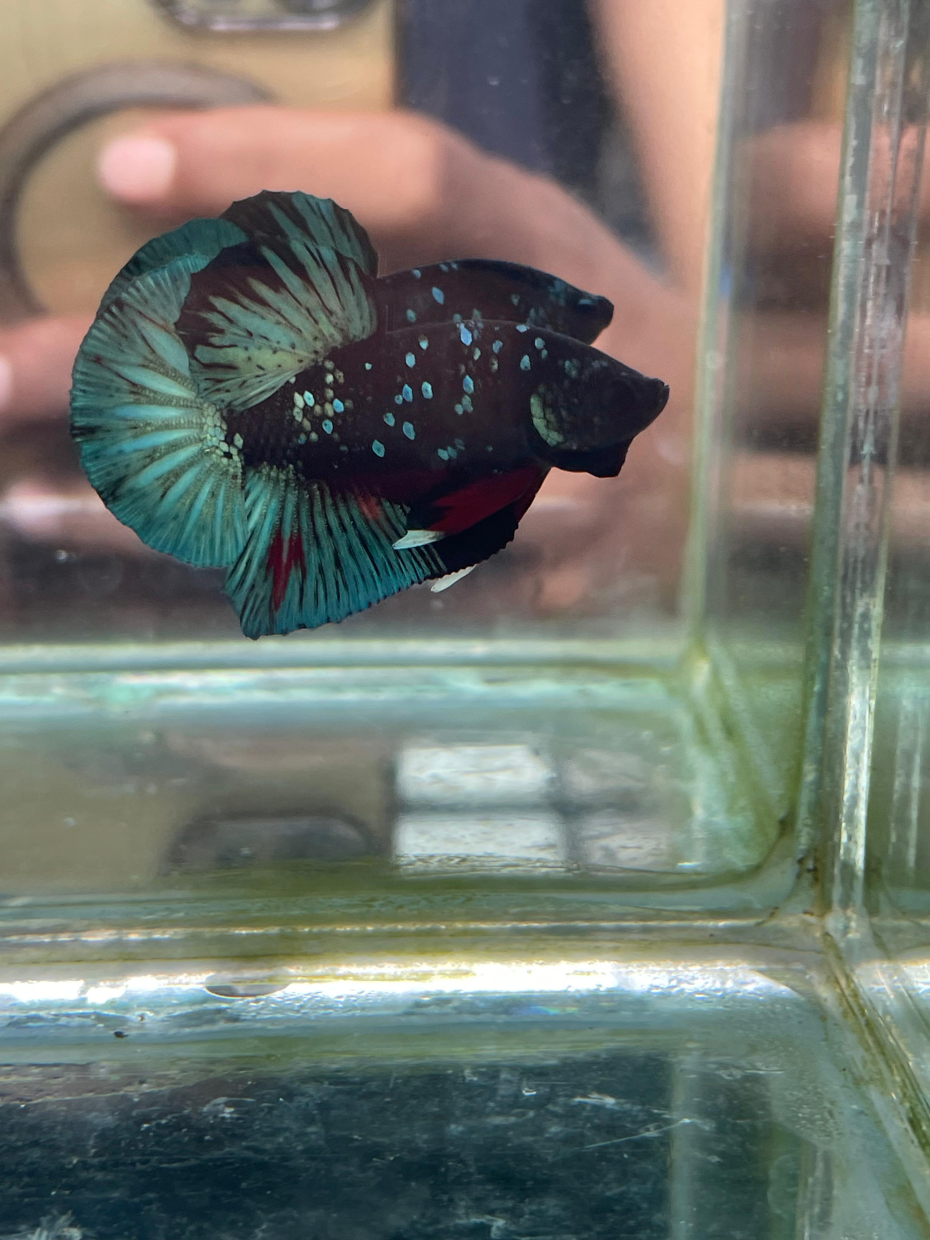 Betta Black Series