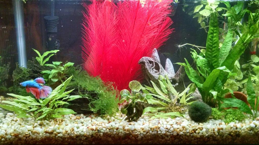 betta in 10g.jpg