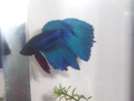 betta.jpg