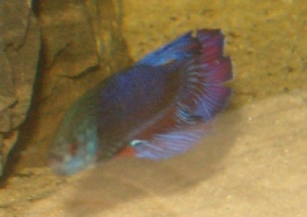 BETTA.jpg