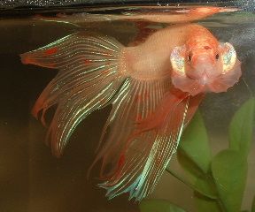 Betta.JPG