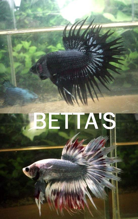 betta.jpg