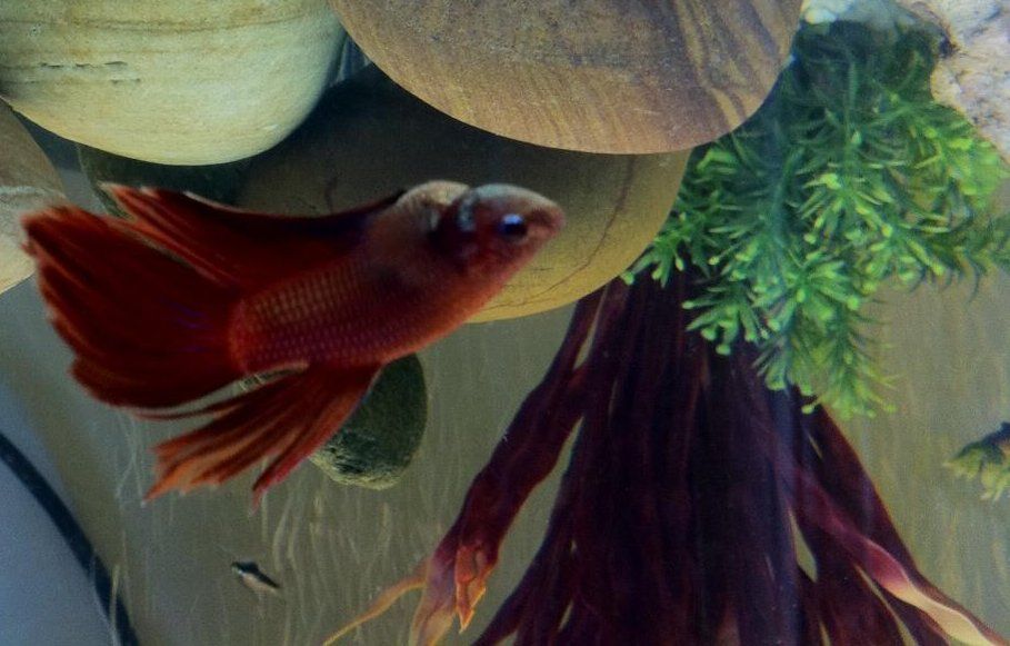 betta.jpg