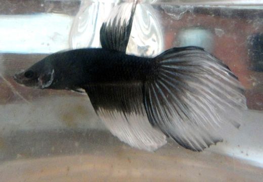 betta.JPG