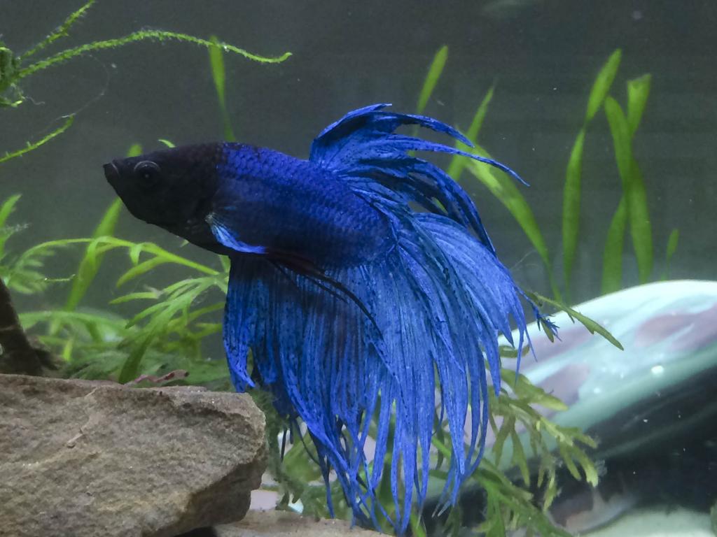 betta.jpg