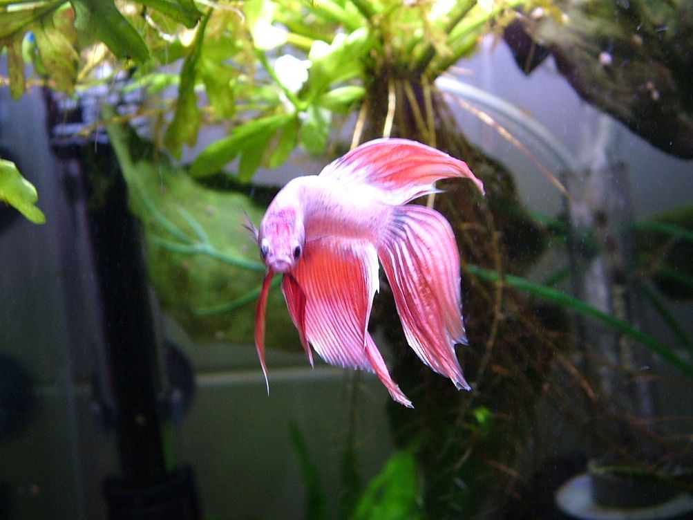 Betta.jpg