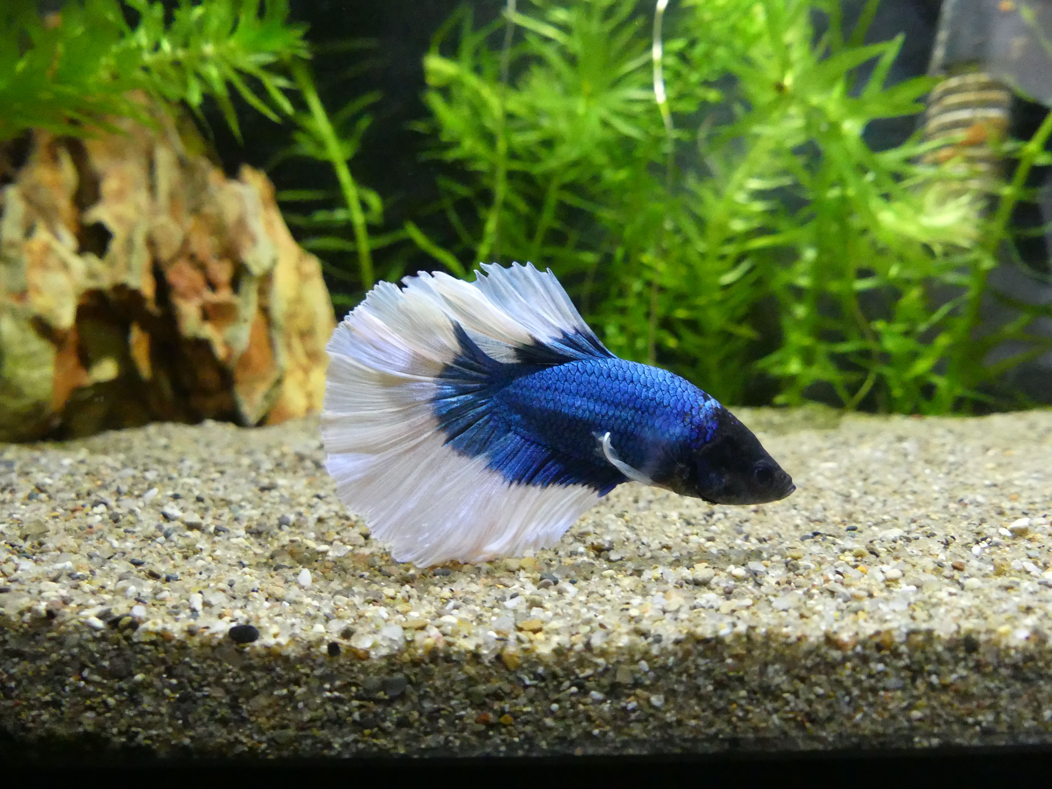 Betta.JPG