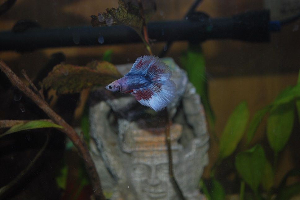 Betta Max 1-12-91.jpg