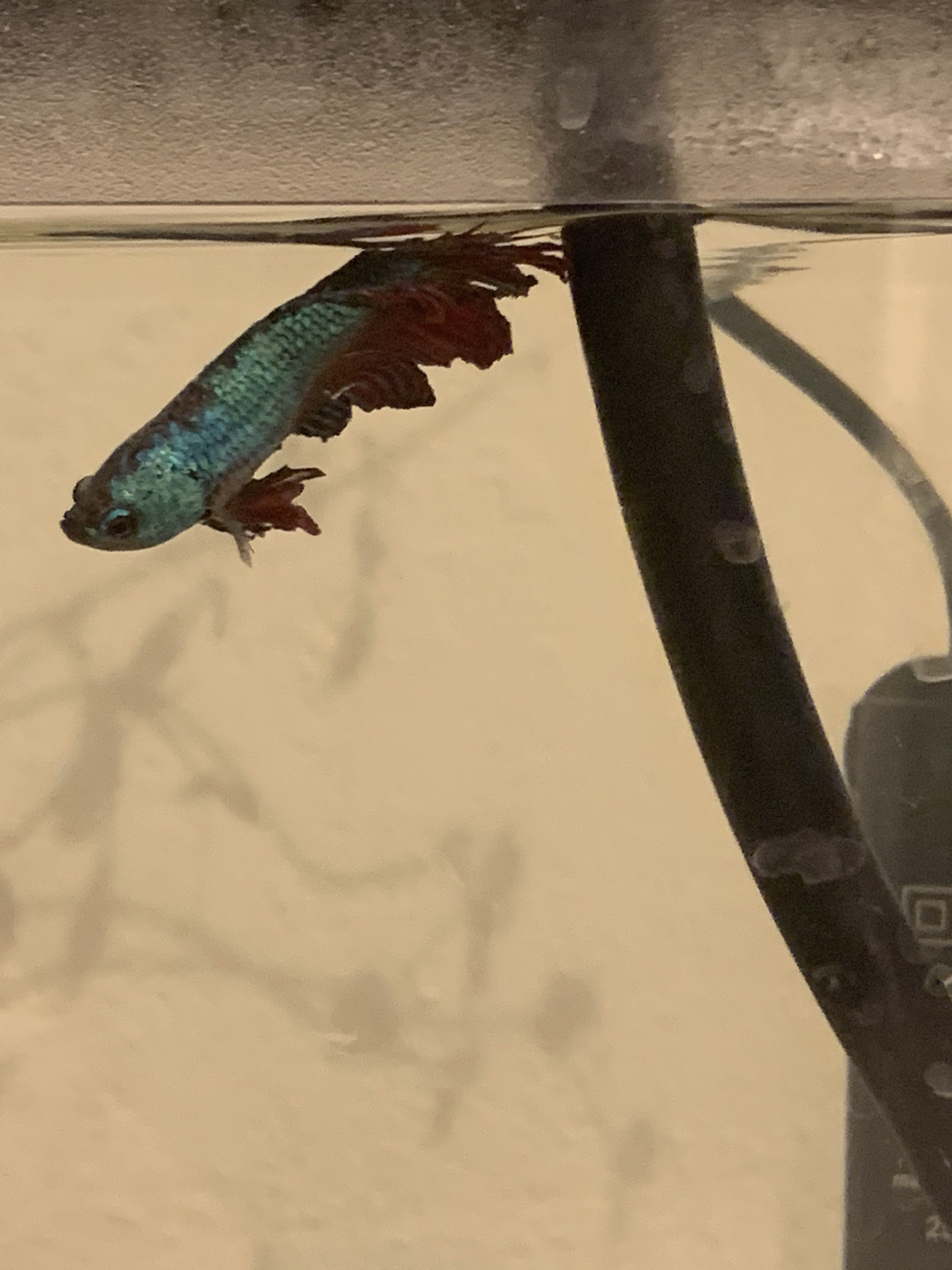 betta-side1.jpg