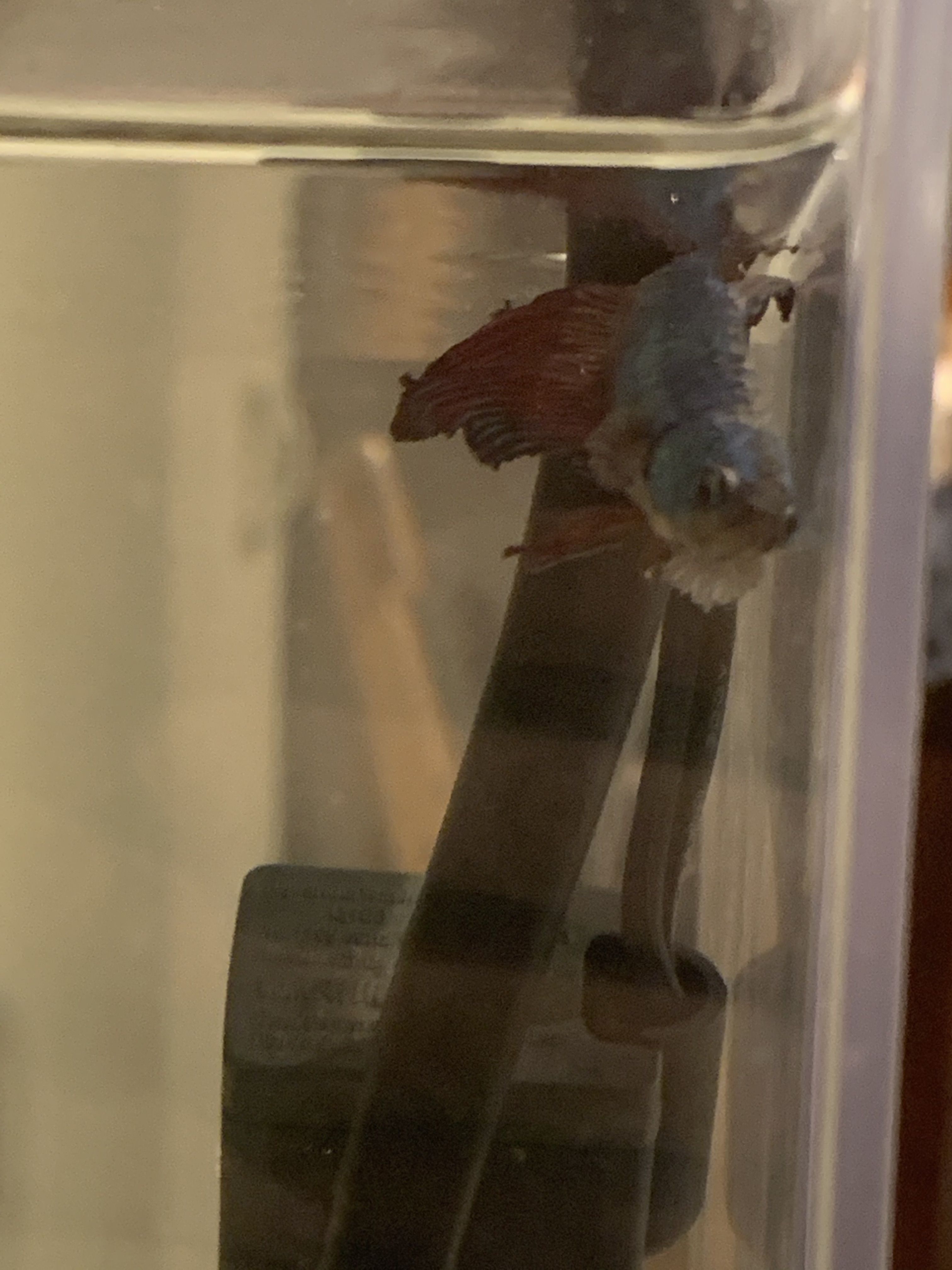 betta-side2.jpg