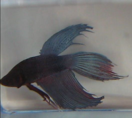 Betta splenden 2.jpg